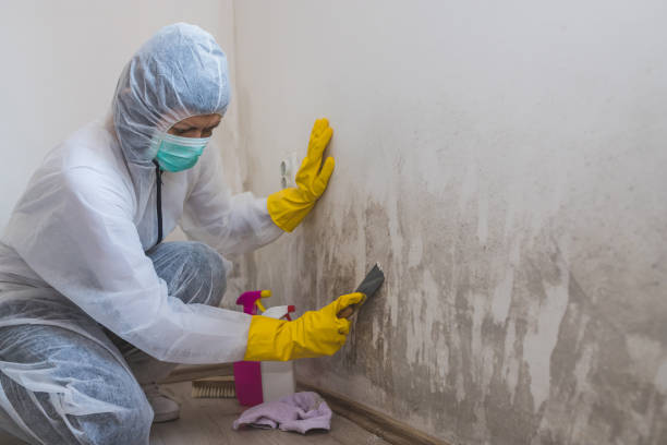 Mold Odor Removal Services in Grant, AL